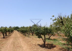 Villa in vendita nella campagna di Copertino