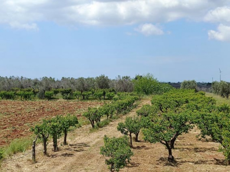 Villa in vendita nella campagna dI Copertino