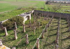 Vendesi casa rurale a Veglie con sei ettari di terreno agricolo