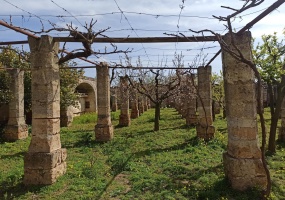 Vendesi casa rurale a Veglie con sei ettari di terreno agricolo